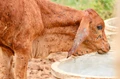 How Farmers Can Protect Their Cattle from Lumpy Skin Disease? Expert Tips Inside