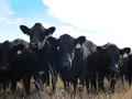 China Develops New Beef Cattle Breed "Huaxi"