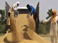 Wheat Prices Stabilize After Restrictions on Exports