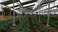 Agrivoltaics: A Smart Farming Strategy to Boost Farmers’ Income