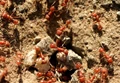 Ants could be Better than Pesticides for Growing Healthy Crops: New Research