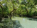 Mangroves in Kerala’s Puthuvypeen Losing Ground to Rampant Urbanisation