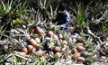 Mizoram Ships State Grown Pineapples to Dubai