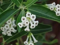 Day Blooming Jasmine (Din ka Raja): Cultivation Guide and Unknown Facts About the Plant