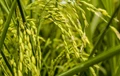 Hybrid Rice Complements Weather Conditions of India: Dr. Shivendra Bajaj