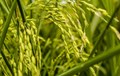 Hybrid Rice Complements Weather Conditions of India: Dr. Shivendra Bajaj