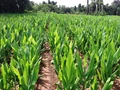 Weed Management in Turmeric During Monsoon