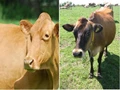 Know the Difference Between Indian Desi Cow and Jersey (Hybrid) Cow
