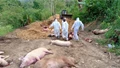 ALERT! Over 800 Pigs Killed in Jharkhand Due to African Swine Fever