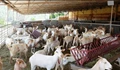 Goat Farming is an Evergreen & Profitable Business: Vet Experts