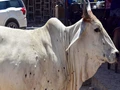 Lumpy Skin Disease: Uttar Pradesh Bans Cattle Trade with These States