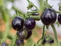 USDA Gives Greenlight to Purple Tomato After 14 Years