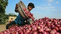 Farmers Distress: Overproduction of Onions & Garlic Hits Farmers
