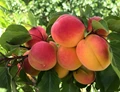 Centre Boosts Apricot Export under the Brand 'Ladakh Apricot'