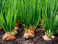 Onion Farming: Farmers Will Get Subsidy of up to 50%, Details Inside