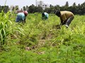 Farmers to Get Incentives for Doing Natural Farming