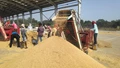 Kharif Crop Procurement to Start in Haryana from October 1