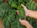 How to Grow Kale Plant in Your Garden?