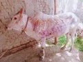 Lumpy Skin Disease Kills 67,000 Cows; Netizens Urge Govt to Speed Up the Vaccine Process
