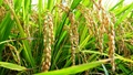 Flood resistant rice varieties in 19 Assam districts