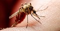 Delhi On High-Alert As Dengue Cases Rise