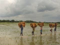 Odisha Farmers Choose To Cultivate Oilseeds & Pulses on Abandoned Paddy Land