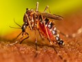How to Identify If You are Having Symptoms of Dengue or Covid 19?