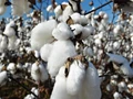 World Cotton Day 2022: 10 Interesting Facts About Cotton