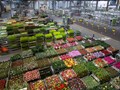Gurugram Will Soon Have a Modern Flower Market: Haryana Agriculture Minister