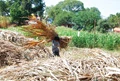 Govt Holds a Review Meeting to Avoid Fodder Supply Crisis in Future