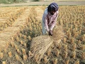 MGNREGA Workers to Collect Crop Residue Says Kuldeep Singh Dhaliwal