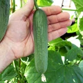 Indian  Grows World's Longest Cucumber in UK