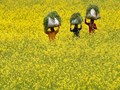 Gene Modified Mustard Gets Environmental Approval