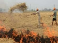 Stubble Burning Latest Update: PPCB Imposes Fine on 285 Farmers