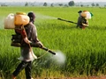 List of Pesticides Which are Banned or Restricted for Use in India