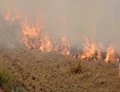 30,000 Stubble Burning Cases Clocked in Punjab with Over 2,400 Incidents Reported Today