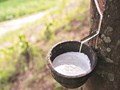 Rubber Plantation: Scope, Requirements, Subsidies, Economics of Rubber Farming & More