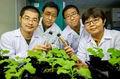 Scientists Boosts Vegetable Oils Yield by Bioengineering