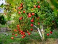 How to Grow, Protect, And Maintain a Pomegranate Tree