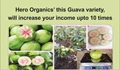 Hero Organics’ this Guava variety, will increase your income upto 10 times