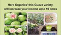 Hero Organics’ this Guava variety, will increase your income upto 10 times