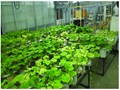 Hydroponics Latest Update: PAU Bags National Patent for Pot-Based Hybrid Hydroponic Technology