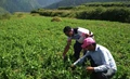Green Peas Crop Affected Due to Rain in Shimla, Farmers Upset