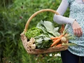 Can Green Leafy Vegetables Help in Weight Loss?
