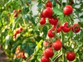 Cherry Tomatoes or Regular Ones, Which One Is the Best?