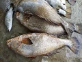 Where to Catch and Sell Ghol Fish?