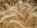 High-Yielding Wheat Varieties Developed By IIWBR