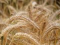 High-Yielding Wheat Varieties Developed By IIWBR