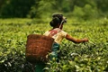 Tea Demand Fell by 10.35 percent during Sale-47: CTTA Data