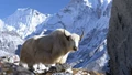 Himalayan Yak Gets FSSAI Approval as 'Food Animal'